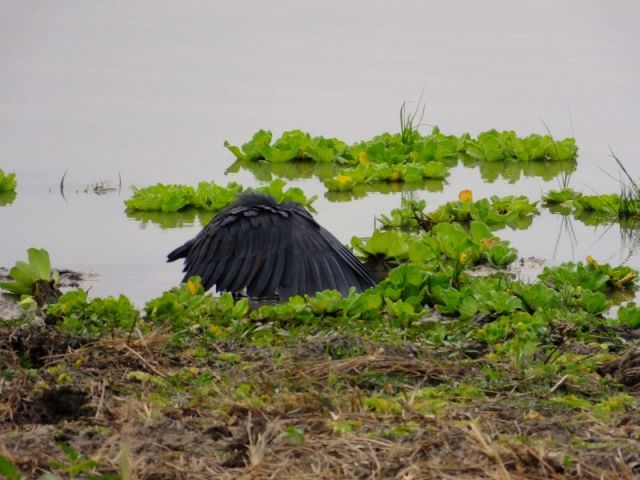 The Black Stork or Umbrella bird covering himself with his wings as he hunts.