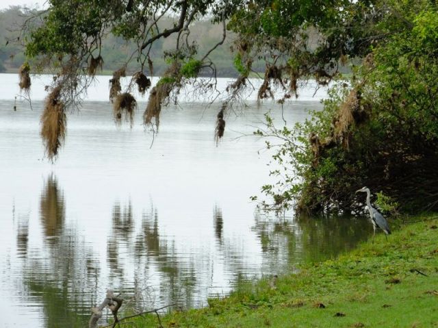 This Grey Heron was in this spot at our camp site every morning