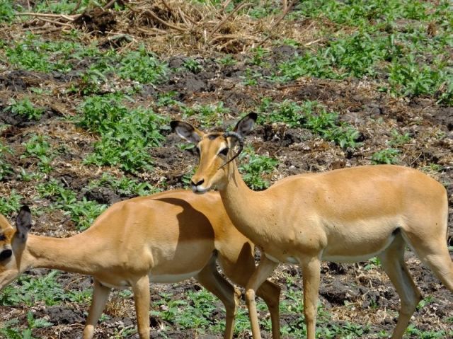 Female Impala with a horn. A doe should not have horns!