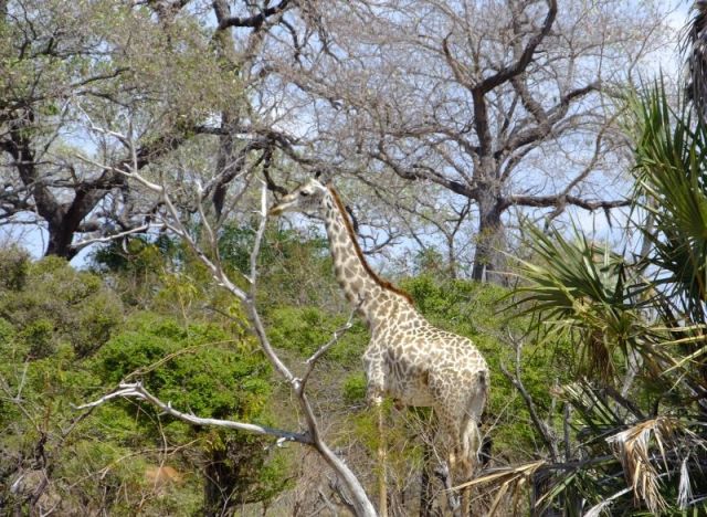 The light colored Giraffe