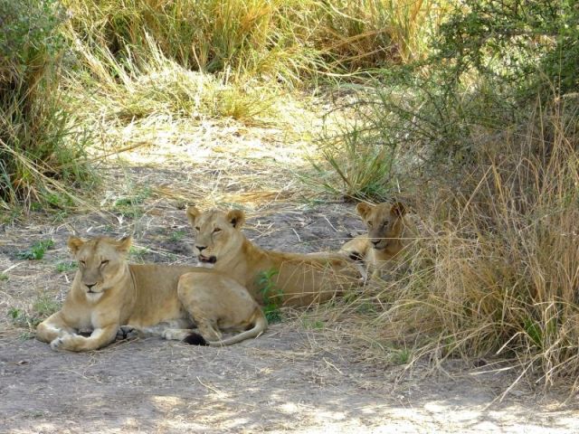 Three relaxed lions