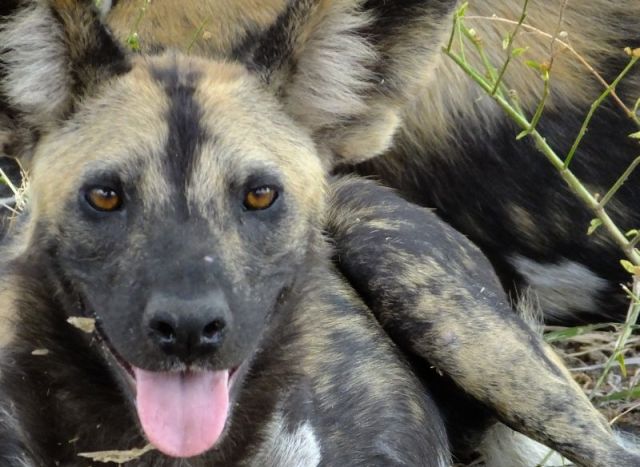 Painted Dog close up
