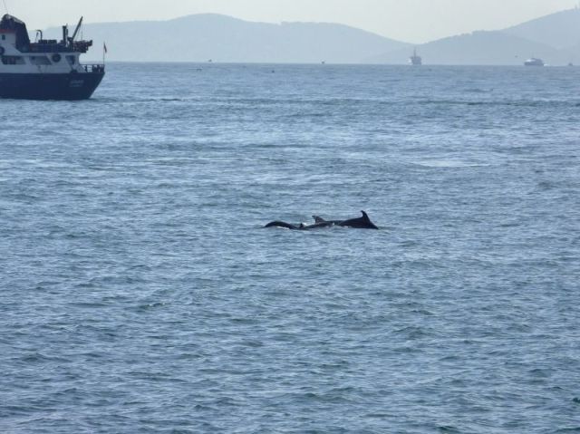 A group of dolphin not far from the shore.