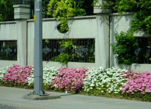 The only half way decent photo of some of the flowers I got from our moving car