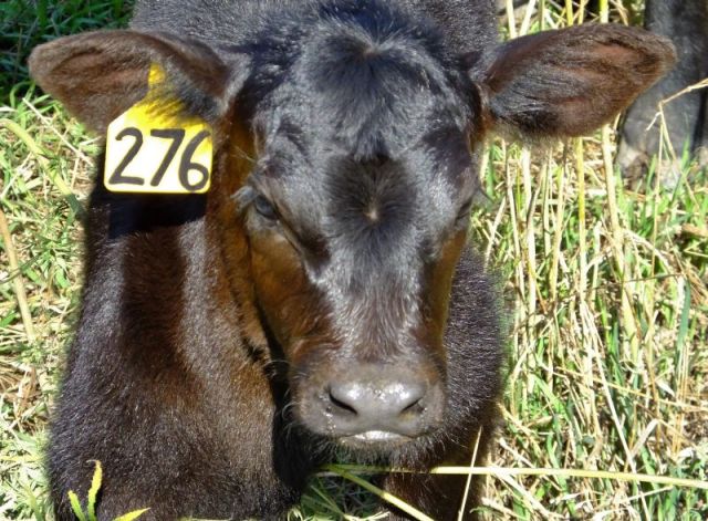 One of the heifers calves