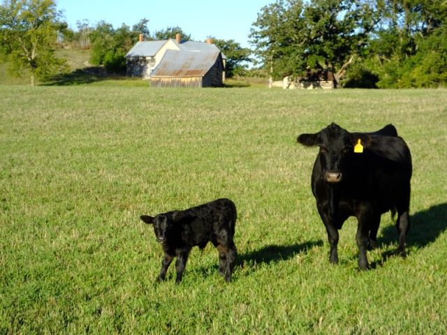 A mature cow warily watching we humans. The calf will soon be sporting an ear tag.