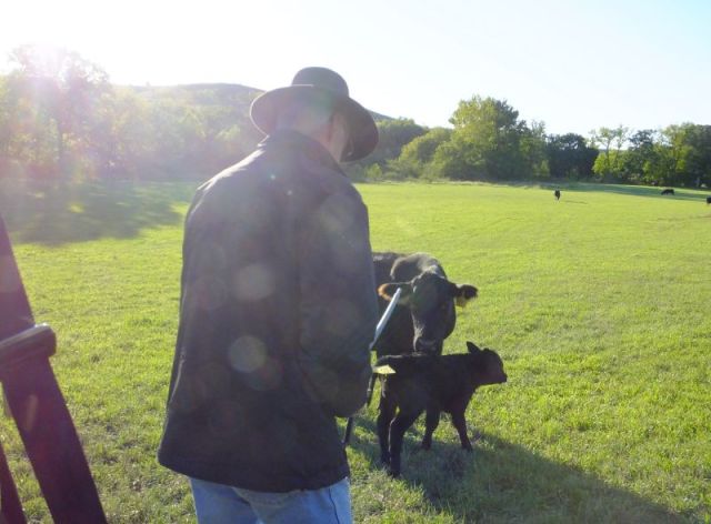 A really bad photo of Paul preparing to tag this cow's calf. Notice how she has her chin protectively on her baby.