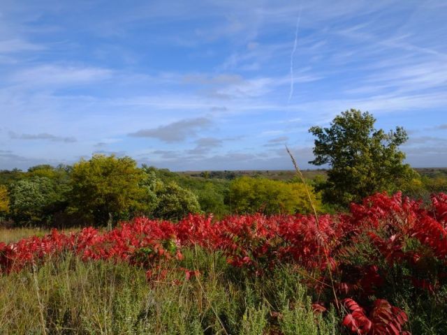 Fall colors, unfortunately this is sumac and it is an unwanted plant on the prairie. Fortunately this isn't our pasture:) It is gorgeous in the fall.