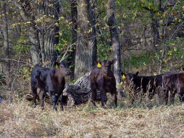 These fall calves are a few weeks old.