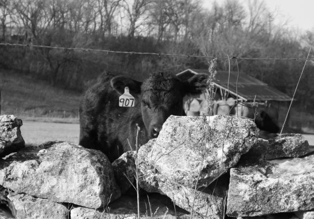 A fall calf peering at me over one of our stone fences that Paul hasn't restored yet.