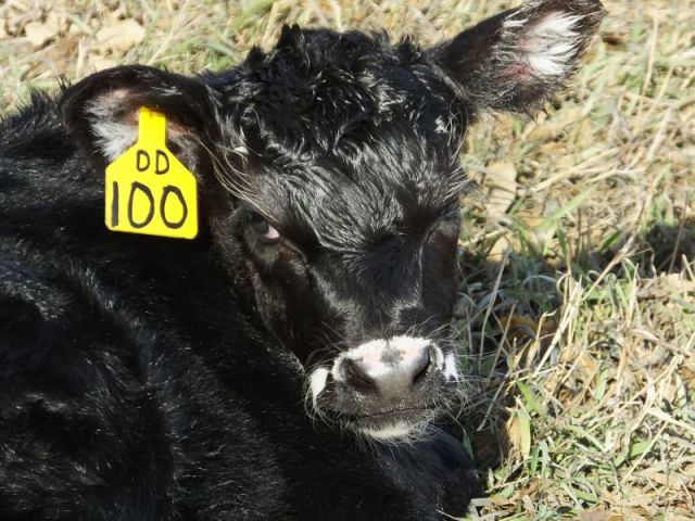 The results of the spit bath Petal received