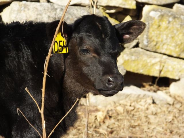 baby calf portrait