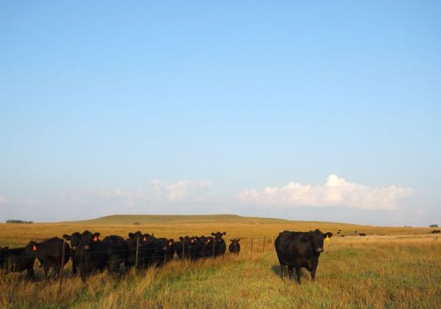Cows on the Rock place