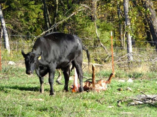 Lucy arrives with a kerplop! 