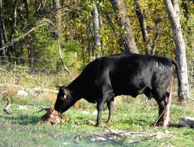Lucy immediately rolls onto her stomach.