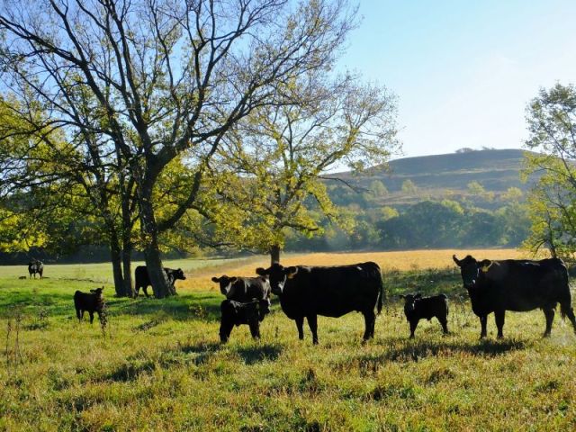 The herd mates of 024 on the morning of Lucy's arrival. 
