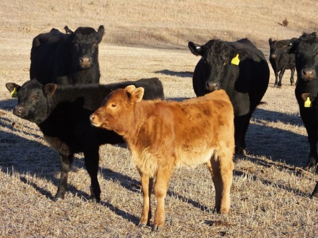 Lucy growing up. Obviously her rough arrival didn't hurt her.