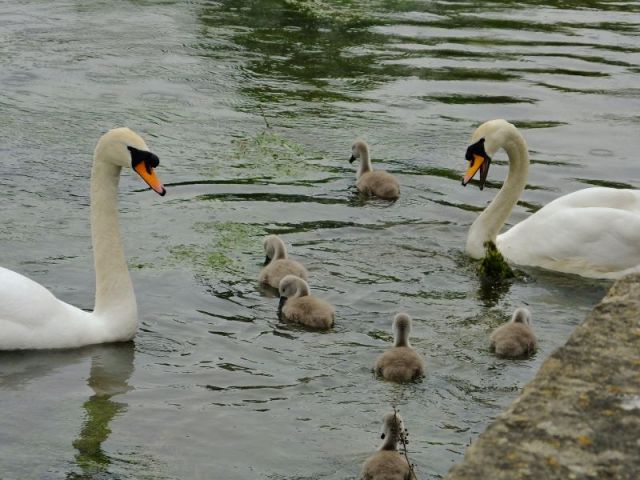 Swan family near Arlington Row