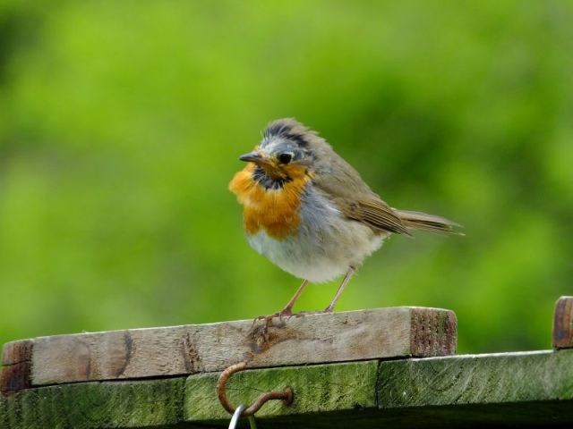 A robin who has some issues!