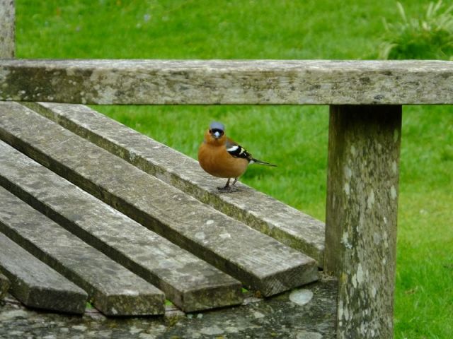 Chaffinch