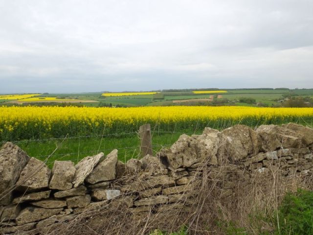 The brilliance of the rape seed fields despite rainy skies