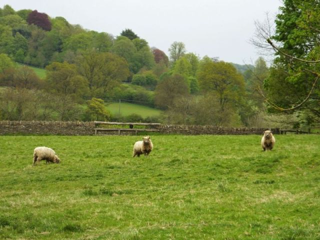 O.K. this was from yesterday too but similar scenes were seen on this drive