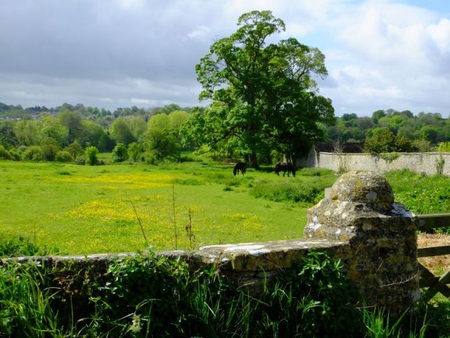 We made it through the meadow just fine!