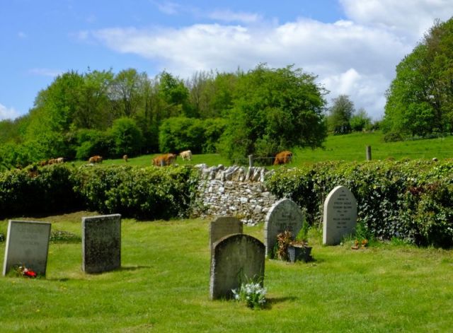The steers that come to greet us as we walk back through the pasture