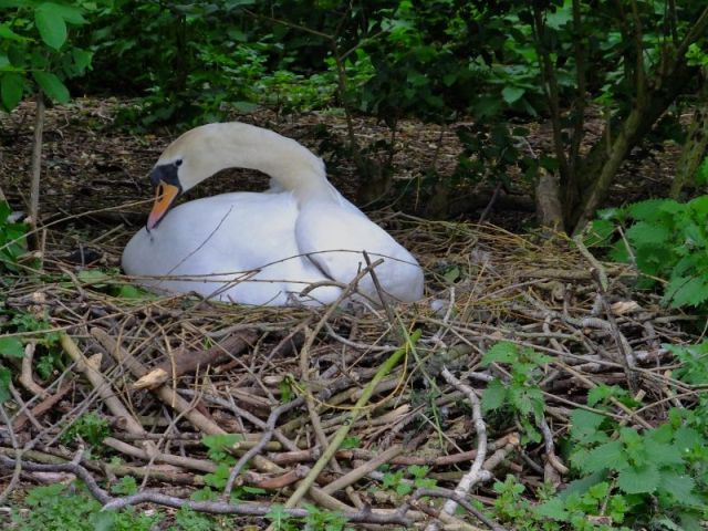 A swan setting on a nest at the duck pond