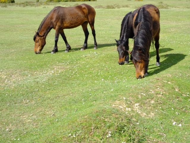 Horses grazing in The New Forest area