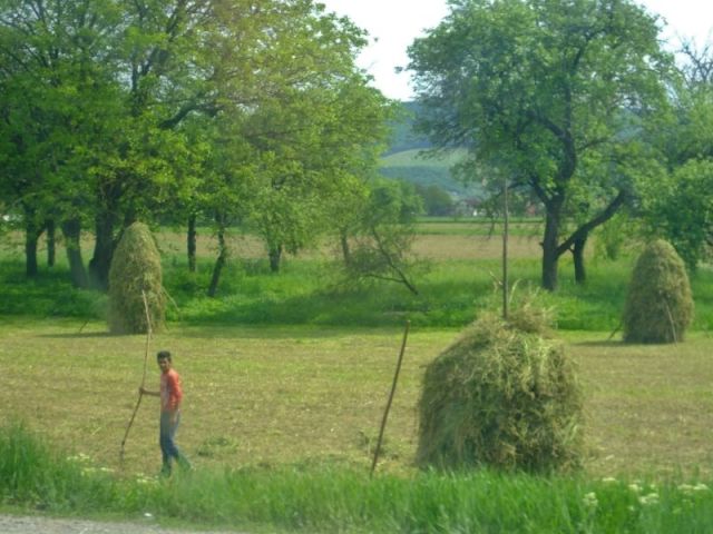 Putting up hay the old fashioned way. fuzzy photo due to taking it from the van
