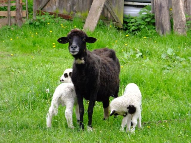 I had to stop and take this photo of the black sheep and her spotted twins, before we found the water pump for me to clean up at.