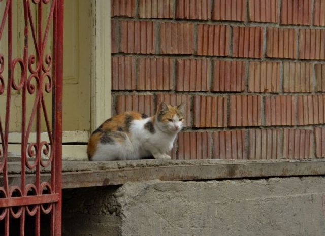 Another neat cat photo