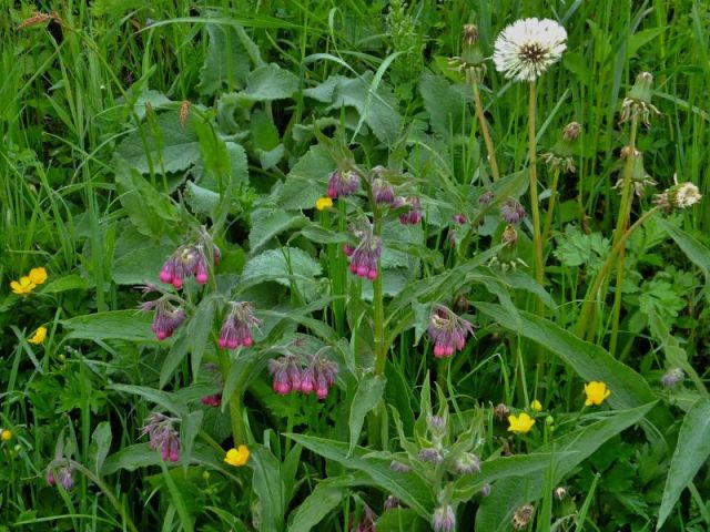 Flowers seen along the way