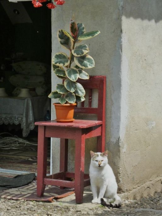 How could I not include the photo of their cat