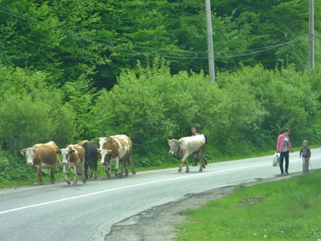 We met this small herd of cattle as we came around a curve.