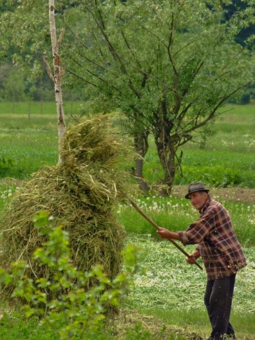 The making of a haystack