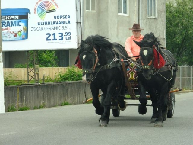 The most handsome matching pair of horses we saw in Romania