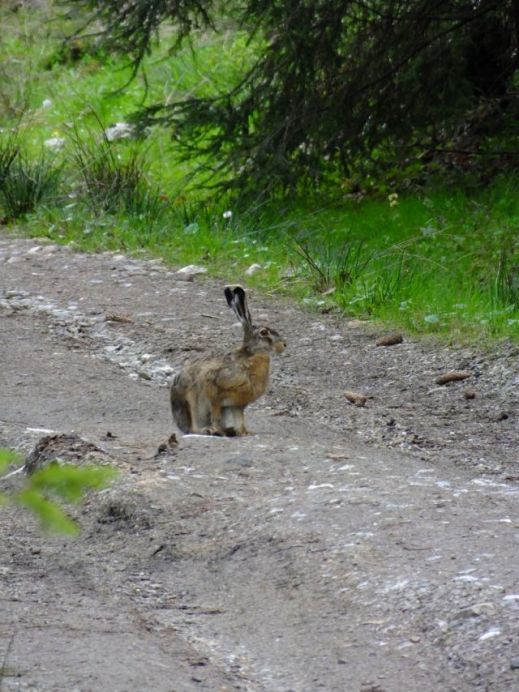 This is the first wild animal we have seen in Romania!