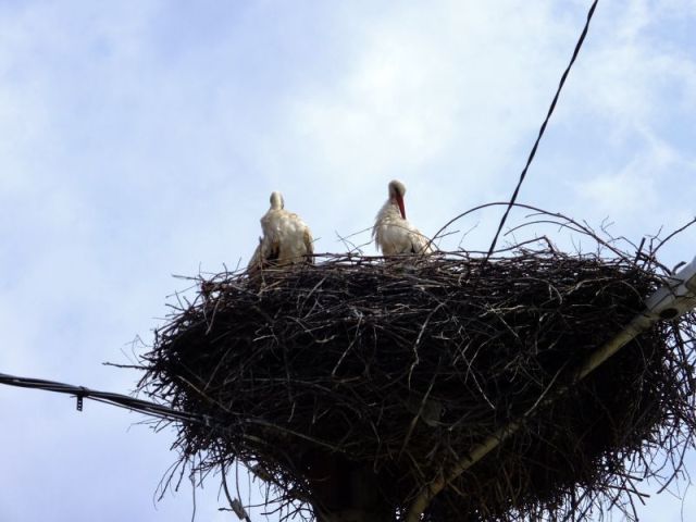Storks on their nest