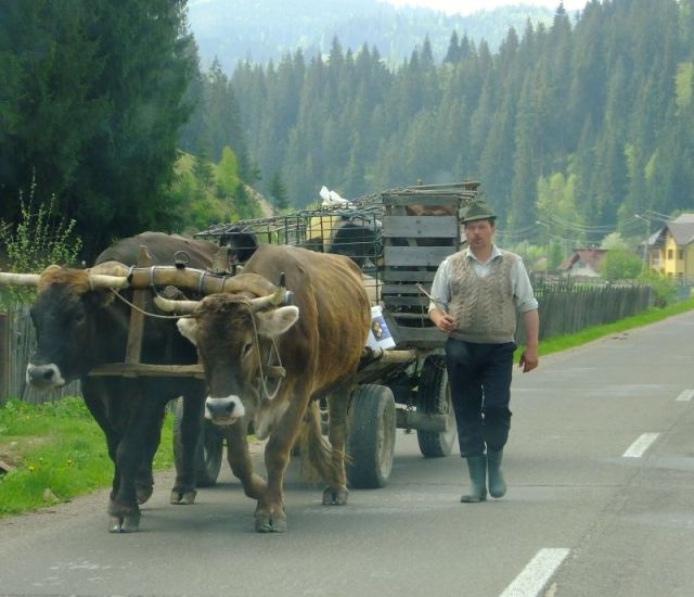 Oxen team pulling wagon 