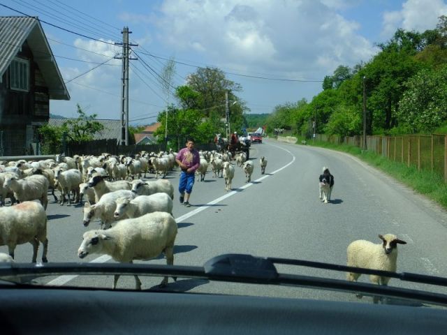 Flock of sheep being herded down the highway