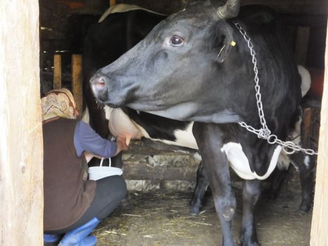 Ileana milks while the cow's baby calf nurses.