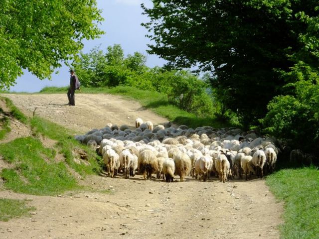 Dinu with his flock following him to water