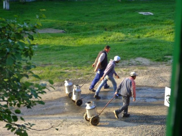 Delivering the mornings milk to the milk station