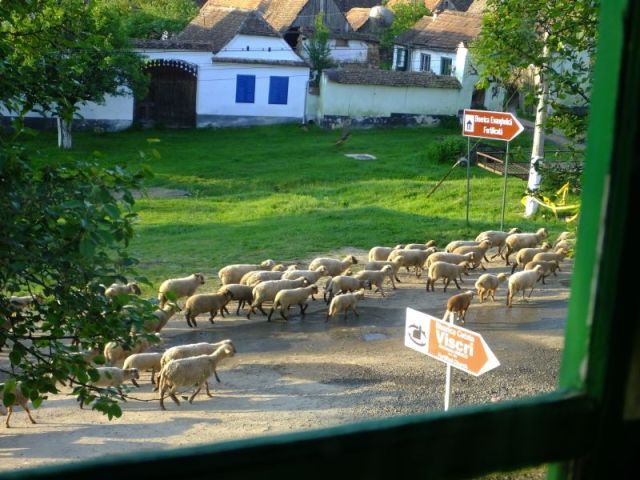 The flock of sheep that was following their shepherd