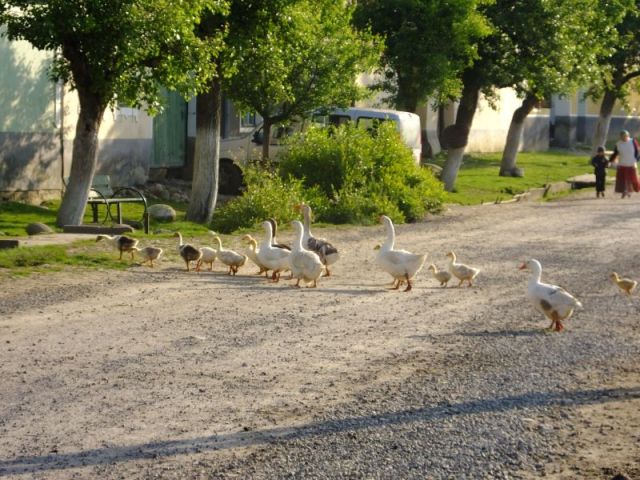 The gaggle of geese. The victims to be can be seen in the background