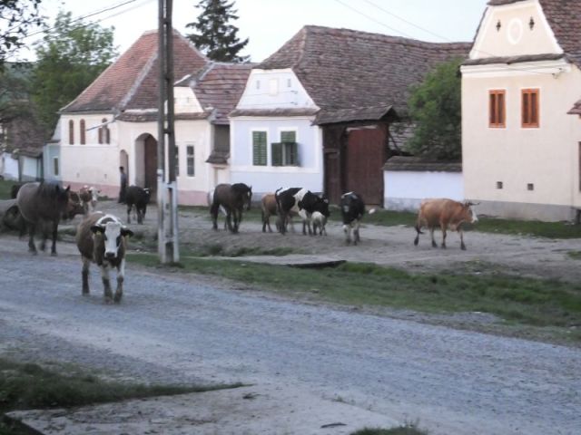 A small portion of the animals coming back to town after grazing all day