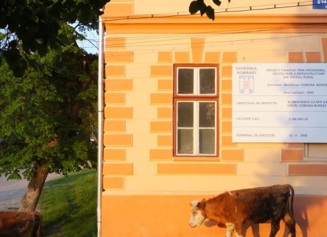 A cow heading for main street