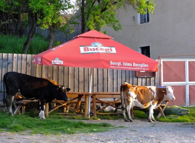 I thought this photo of the cows under the umbrella was funny